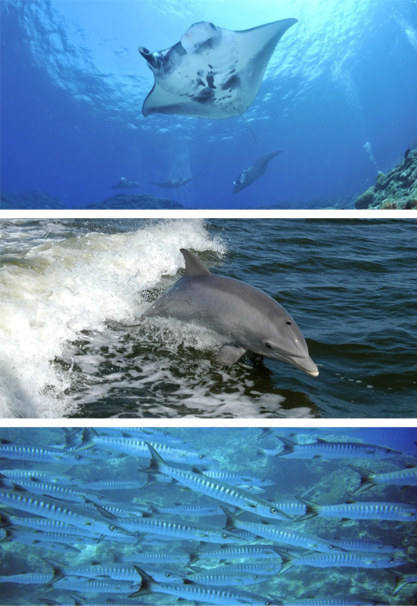 7 Nächte Tauchsafari Ägypten auf der M/Y Golden Dolphin II23.10. - 30.10.2025